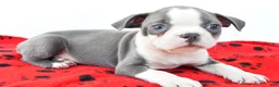 Boston Terrier dogs for sale: Ryder - Ad 4