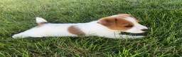 Jack Russell Terrier dogs for sale: Tallie - Ad 3