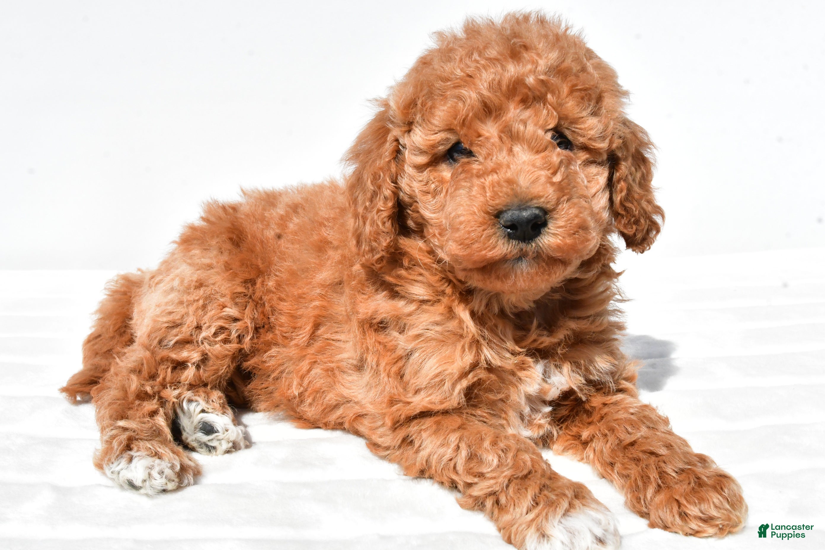 Mini Goldendoodle dogs Molly - Ad 1
