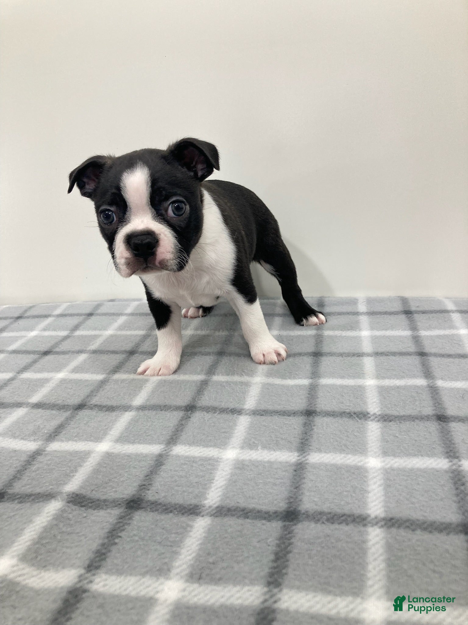 Boston Terrier dogs Nico Boston Terrier  - Ad 2