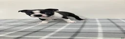 Boston Terrier dogs for sale: Nico Boston Terrier  - Ad 2