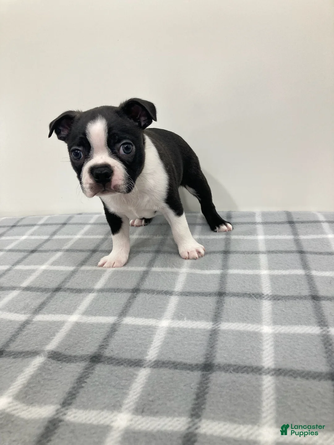 Boston Terrier dogs for sale: Nico Boston Terrier  - Ad 2