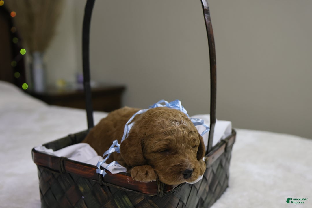 Goldendoodle dogs for sale: Sam - Ad 2