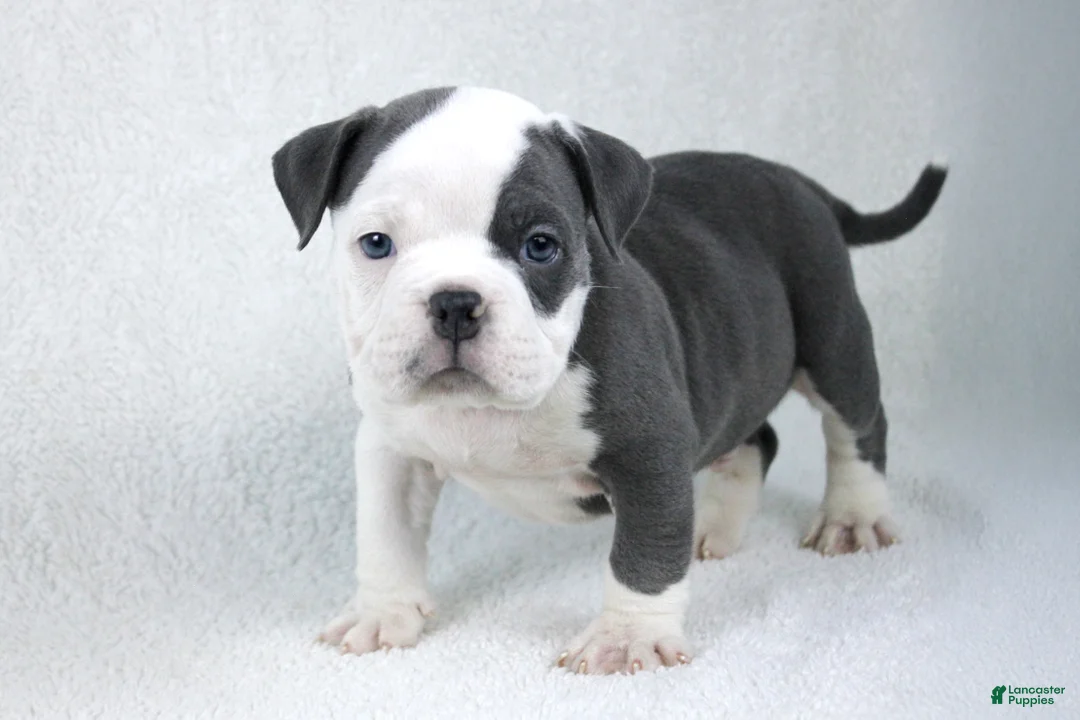 American Bully dogs for sale: White/Blue Male - Ad 4