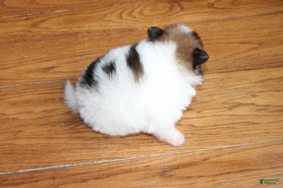 Pomeranian dogs for sale: Ethan - Ad 7