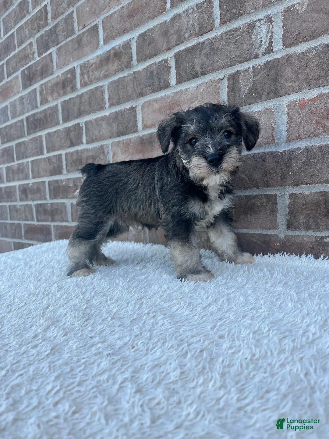 Miniature Schnauzer dogs for sale: Skip - Ad 5