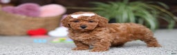 Cavapoo dogs for sale: Angel - Ad 5