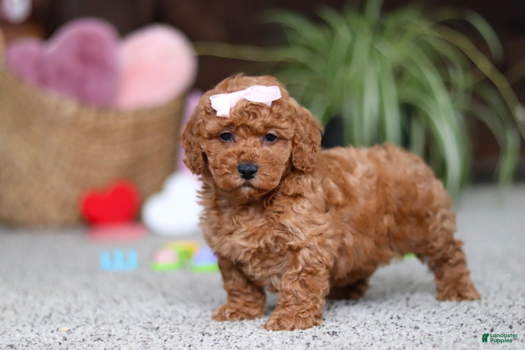 Cavapoo dogs for sale: Angel - Ad 5