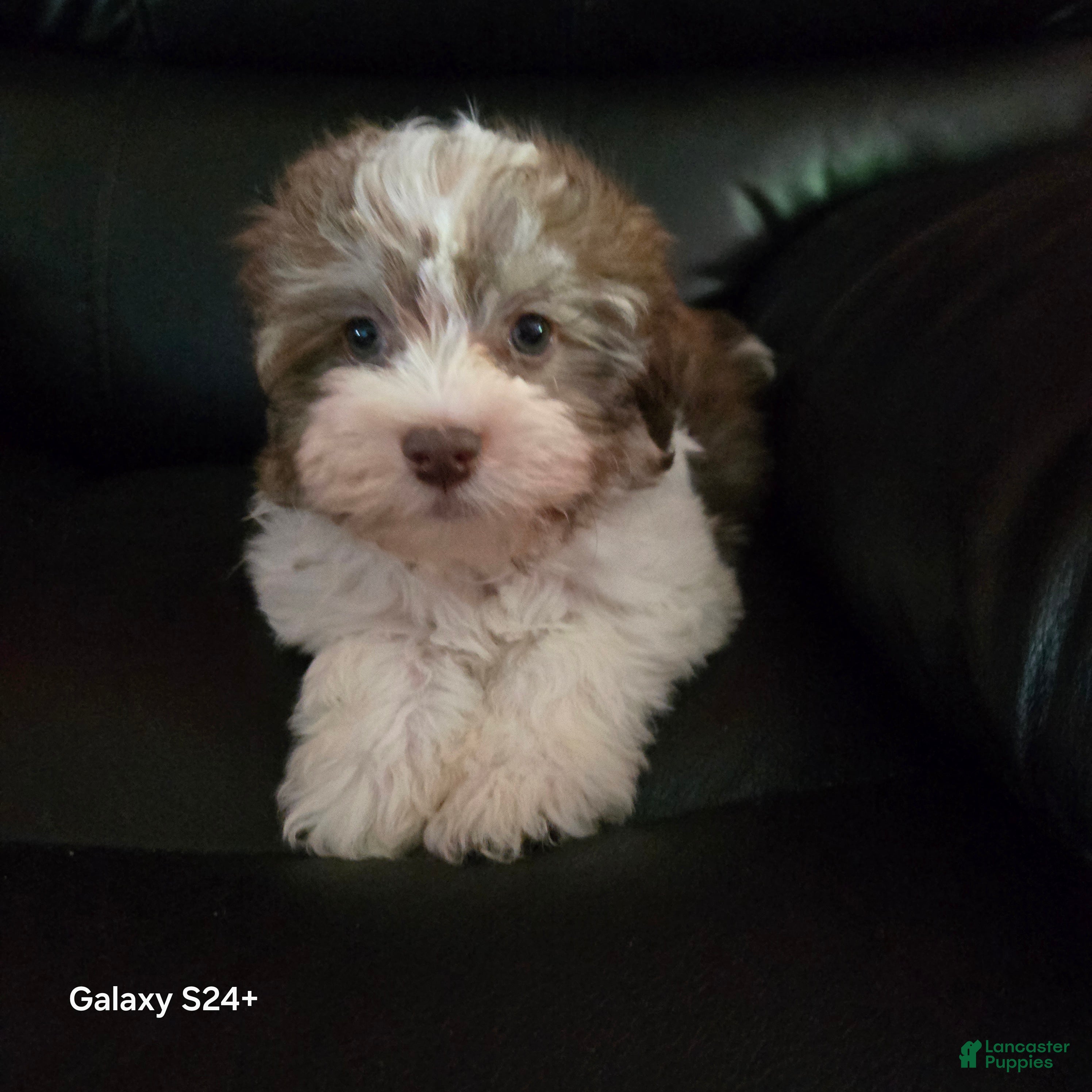 Havanese dogs Tender  - Ad 12