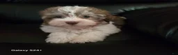 Havanese dogs for sale: Tender  - Ad 1