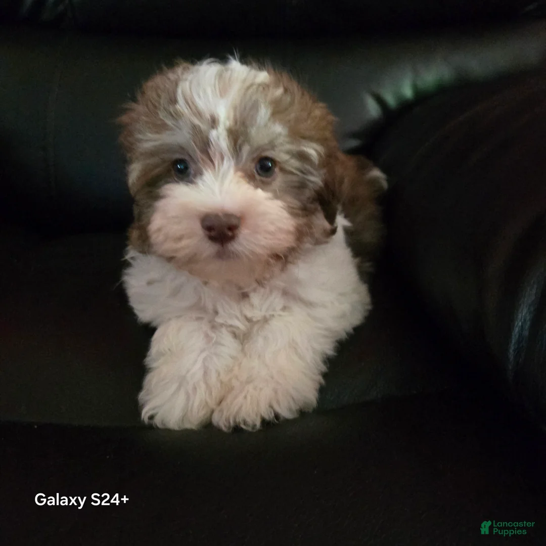 Havanese dogs for sale: Tender  - Ad 1