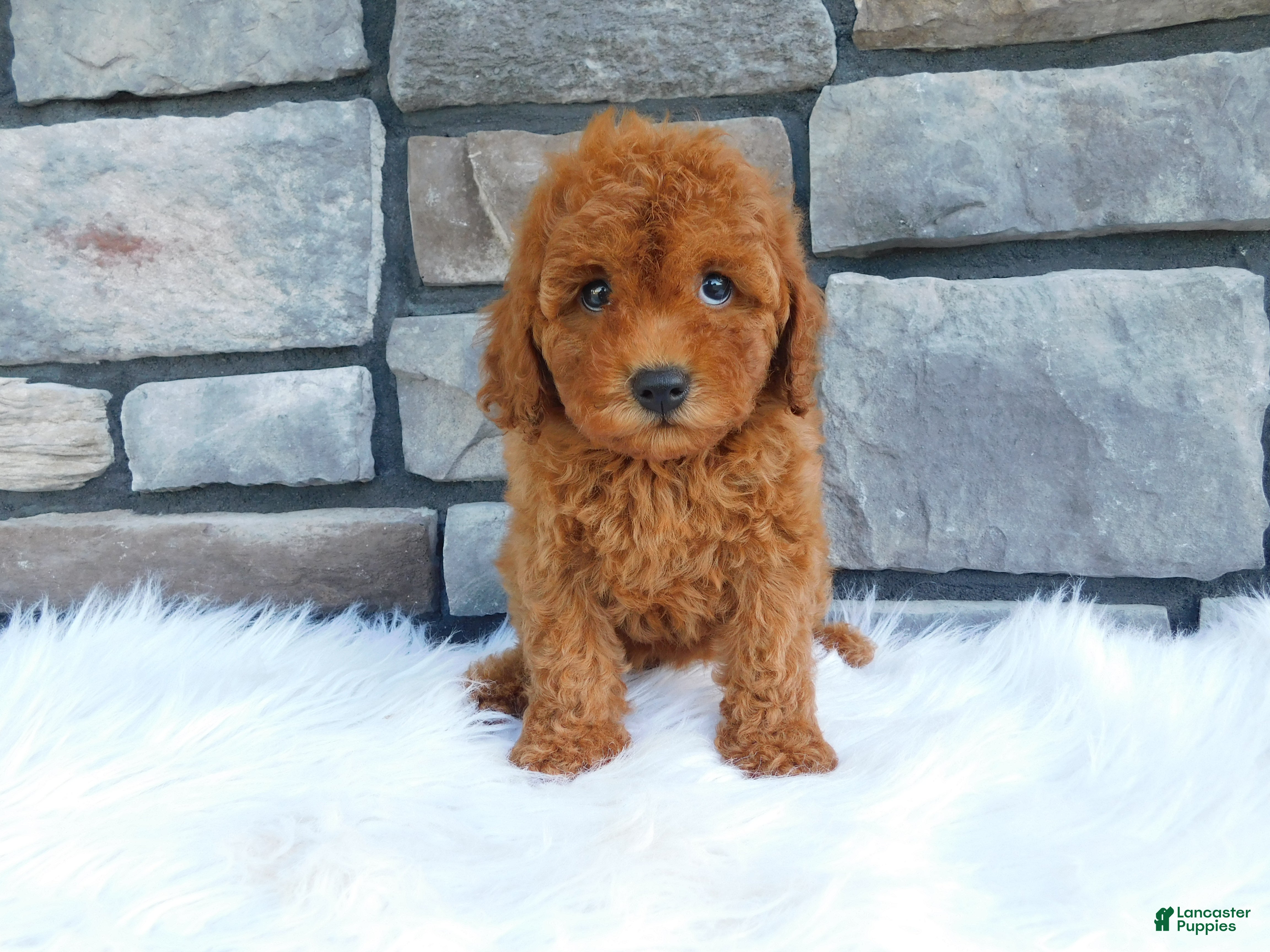 Cavapoo dogs Petunia - Ad 1