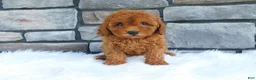 Cavapoo dogs for sale: Petunia - Ad 1