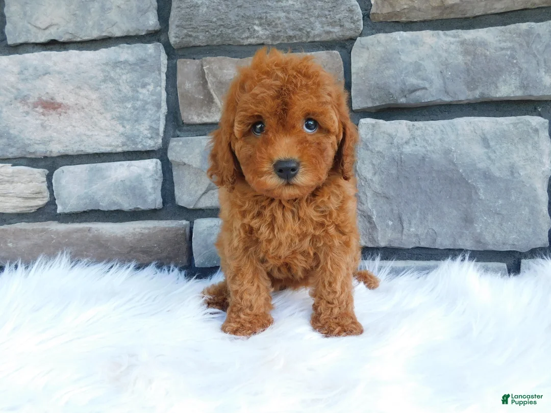 Cavapoo dogs for sale: Petunia - Ad 1