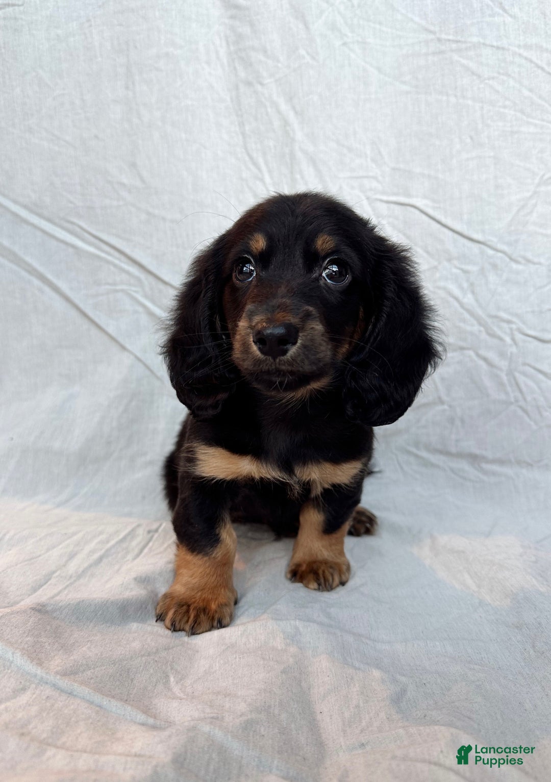 Miniature Dachshund dogs for sale: Dante - Ad 2