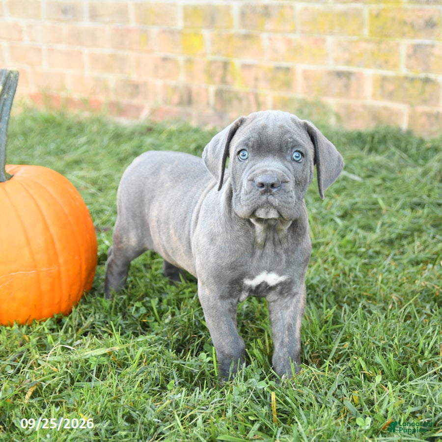 Cane Corso dogs Fancy - Ad 2