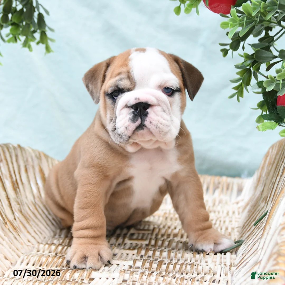 English Bulldog dogs for sale: Tessie - Ad 1