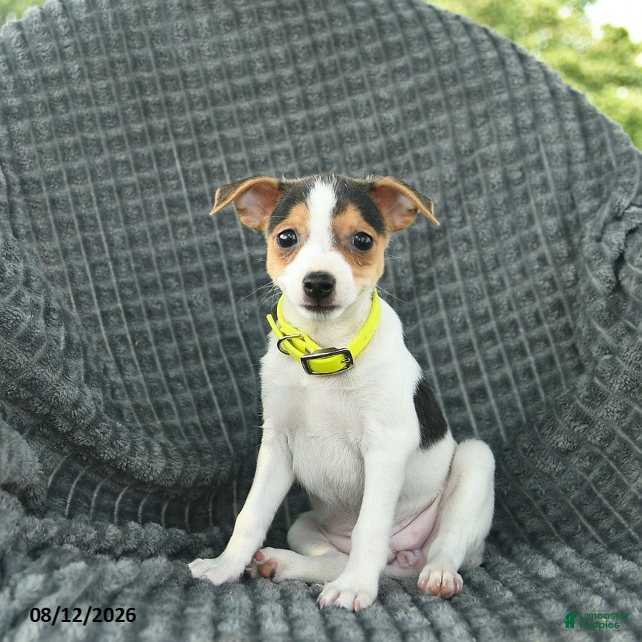 Smooth Fox Terrier dogs Destiny  - Ad 2