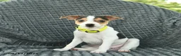 Smooth Fox Terrier dogs for sale: Destiny  - Ad 2