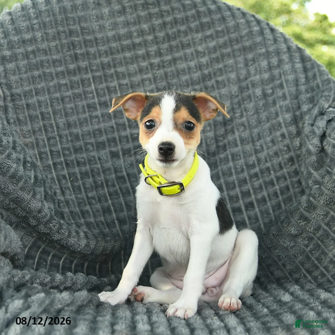 Smooth Fox Terrier dogs for sale: Destiny  - Ad 2