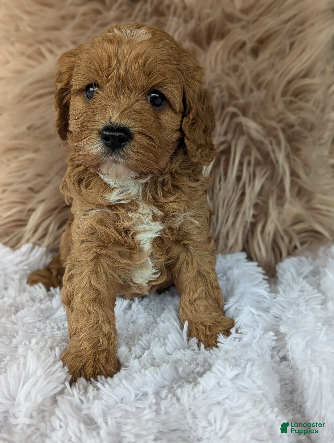 Cavapoo dogs for sale: Champ  - Ad 2