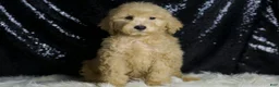 Mini Goldendoodle dogs for sale: Duke - Ad 5