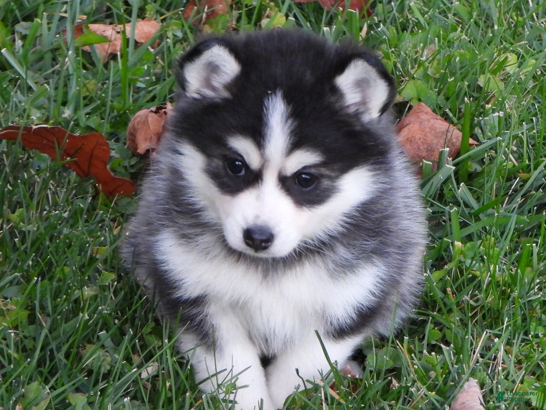 Pomsky dogs for sale: Samantha - Ad 8