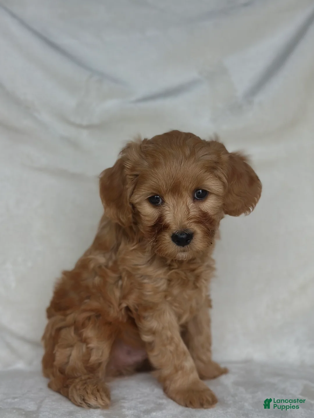 Mixed Breed dogs for sale: Dr Doofenshmirtz - Ad 3