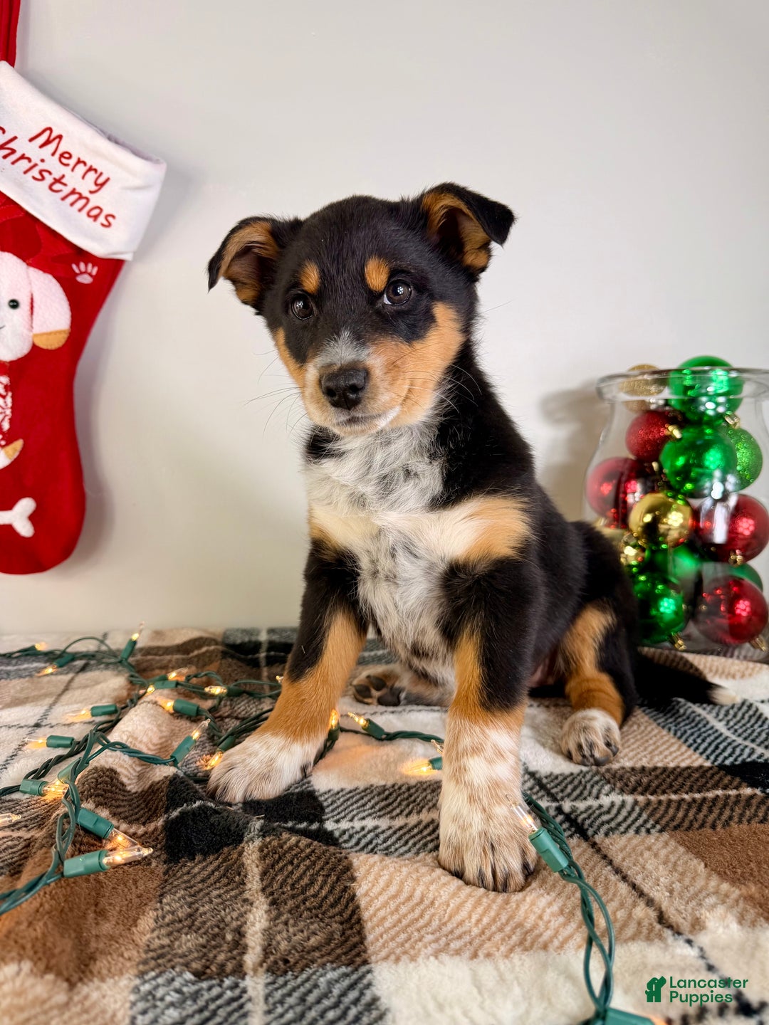 Australian Shepherd dogs for sale: Alexa - Ad 3