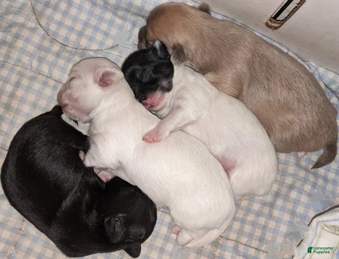 Chihuahua dogs for sale: Full AKC Adult  Russian Chihuahua Male  - Ad 15