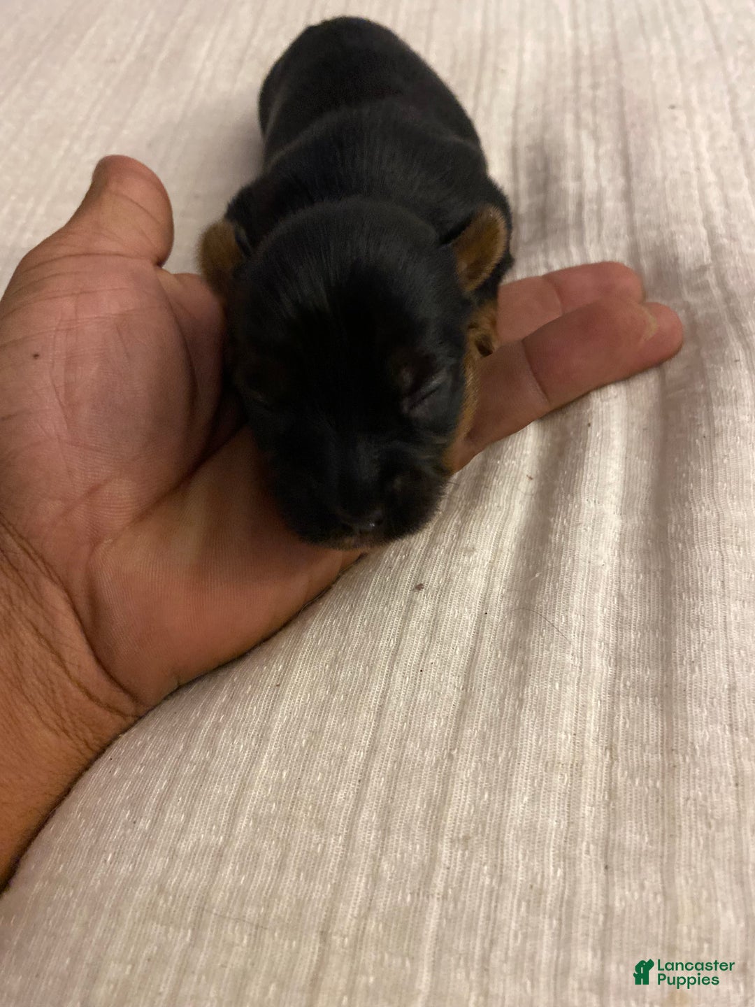 Yorkshire Terrier dogs for sale: Rubys Litter - Ad 10