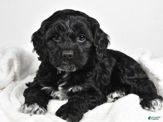 Cockapoo dogs - Ad 6