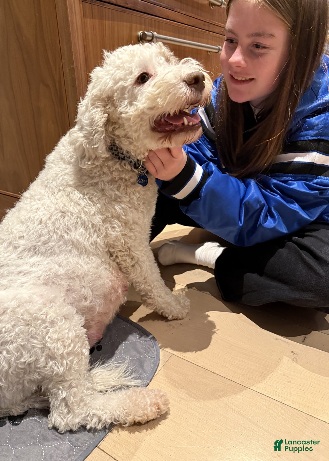 Lagotto Romagnolo dogs for sale: Lagotto Romagnolo Puppy 2 - Ad 2