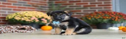German Shepherd dogs for sale: Miles - Ad 4