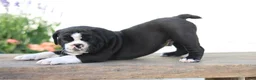 Beabull dogs for sale: Panda - Ad 5