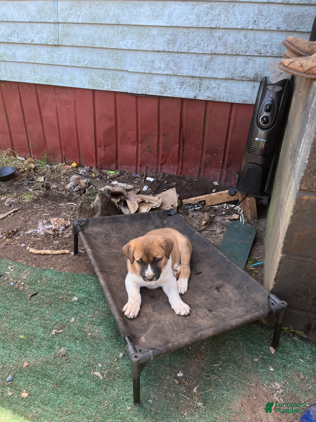 Mixed Breed dogs for sale: Valentine - Ad 2