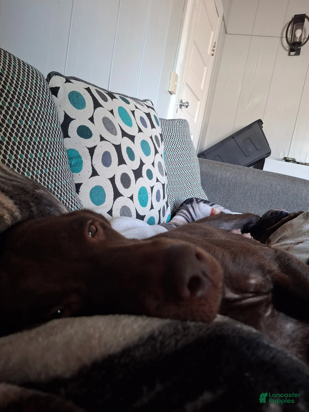 Labrador Retriever dogs for sale: Labrador Retriever Puppy 3 - Ad 2