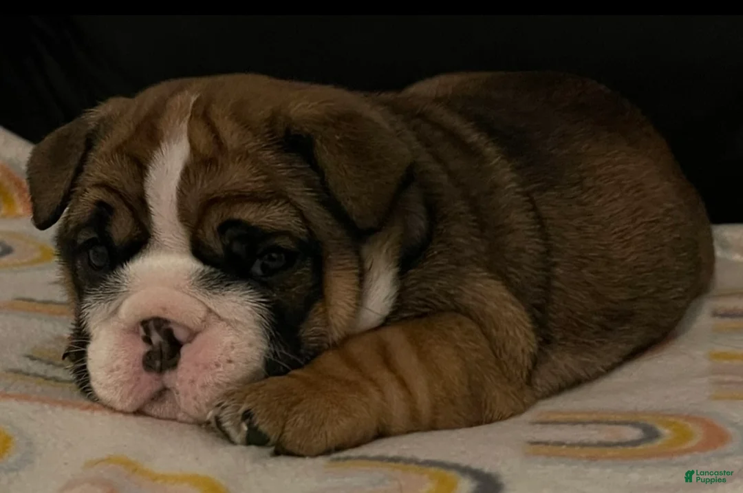 English Bulldog dogs for sale: English Bulldog Puppy 1 - Ad 16