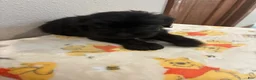 Yorkiepoo dogs for sale: Boy  - Ad 4
