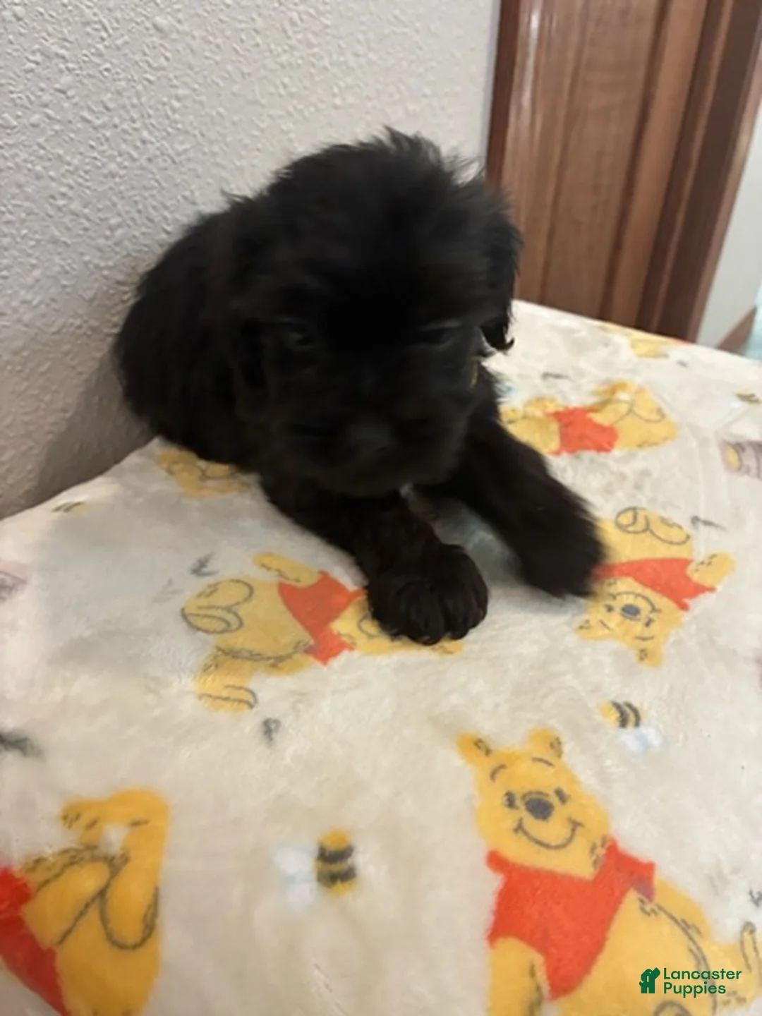 Yorkiepoo dogs for sale: Boy  - Ad 4