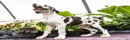 Great Dane dogs for sale: Chester - Ad 4