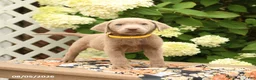 Labrador Retriever dogs for sale: Malcolm - Ad 4