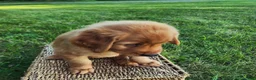 Golden Retriever dogs for sale: Cooper - Ad 5