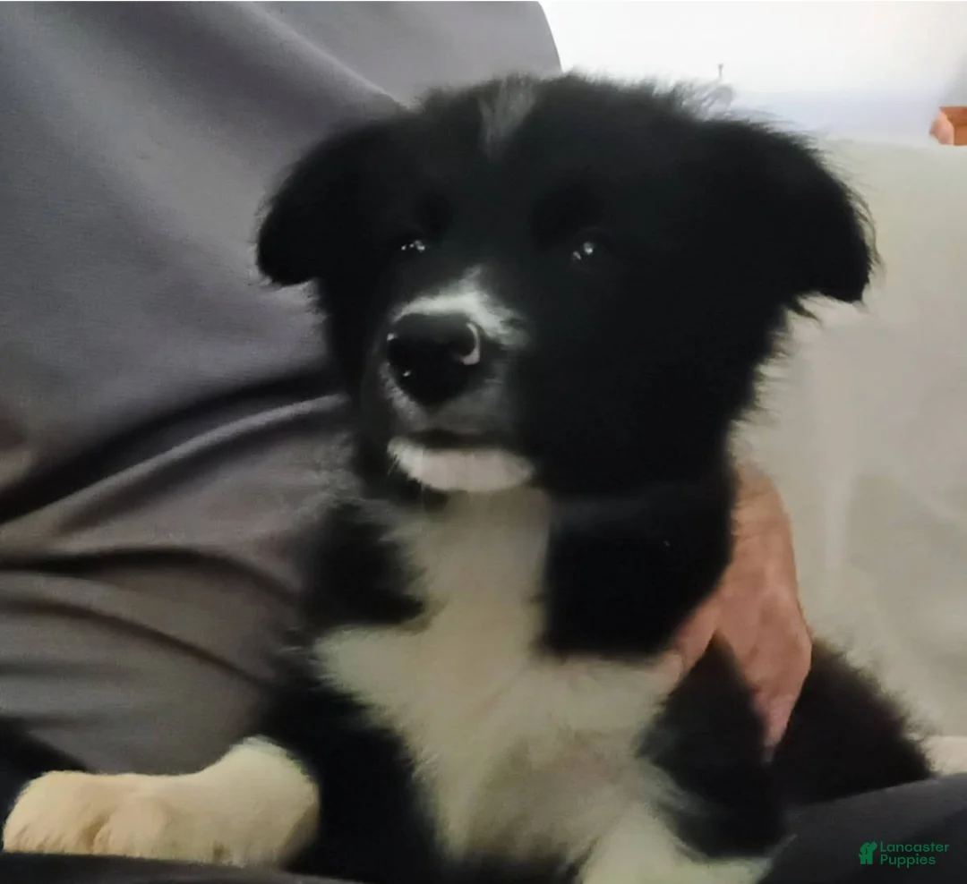 Border Collie dogs for sale: Border Collie 4 - Ad 2