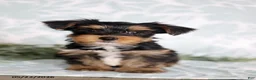 Yorkshire Terrier dogs for sale: Mike - Ad 3