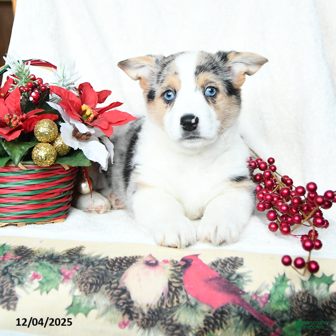 Welsh Corgi Pembroke dogs for sale: Bells - Ad 2