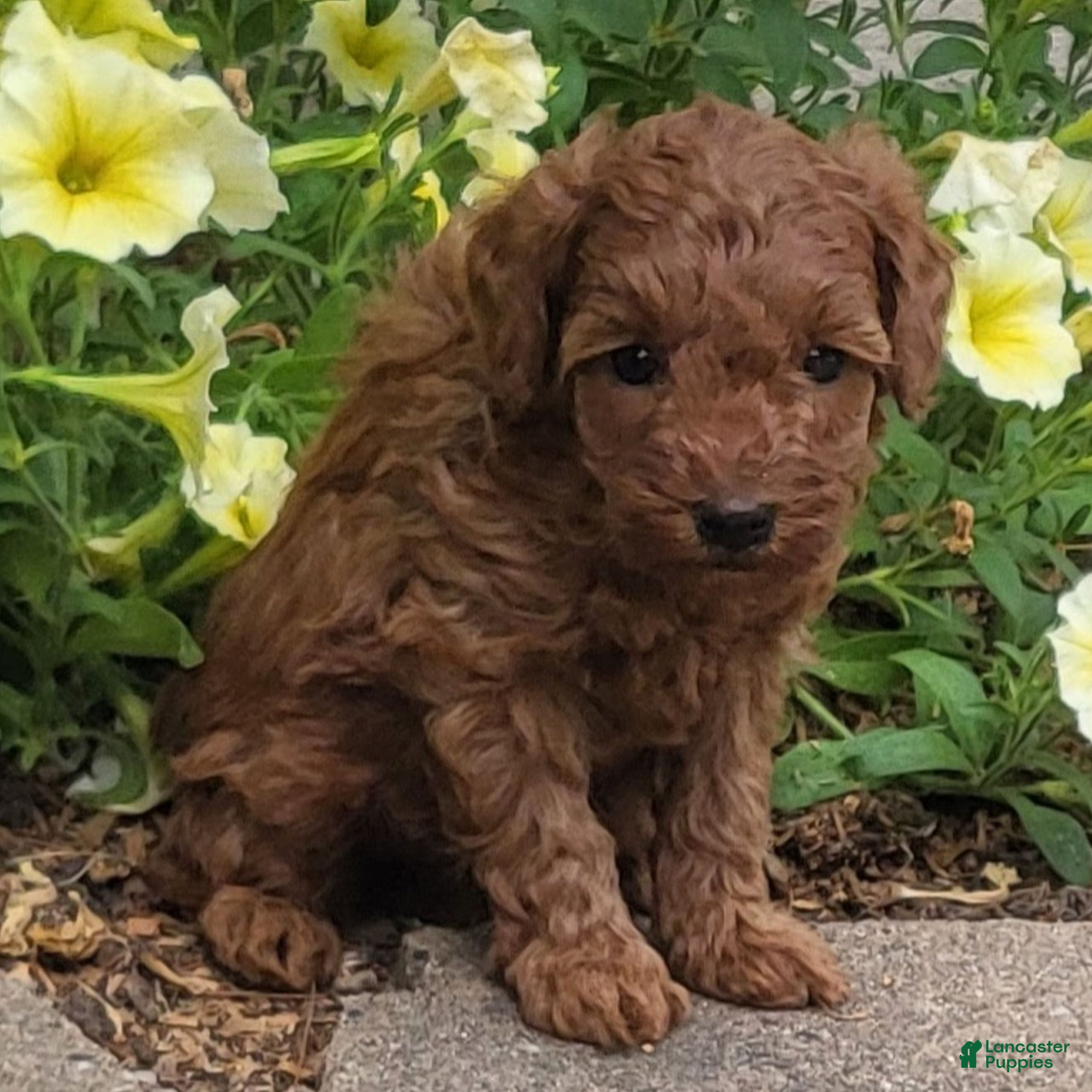 Toy Poodle dogs Danny - Ad 1