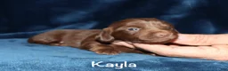 Miniature Dachshund dogs for sale: Kayla - Ad 5
