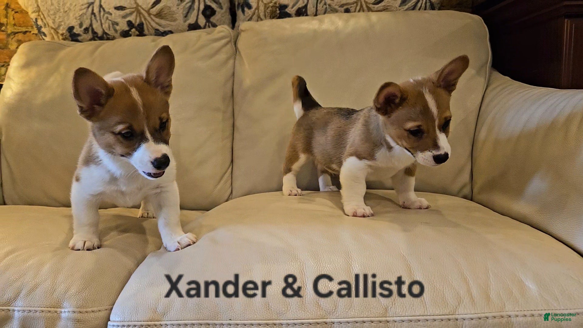Mixed Breed dogs Callisto - Ad 2