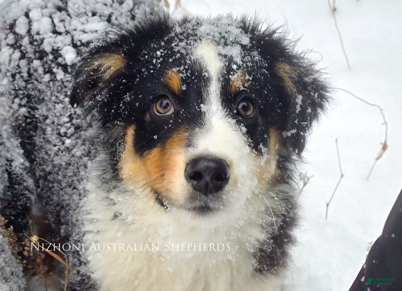 Australian Shepherd dogs Echo - Ad 13
